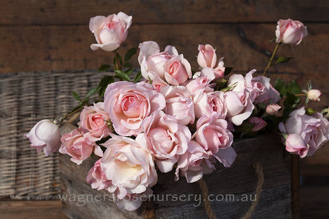 Jessica's Rose - 60cm/2ft Standard