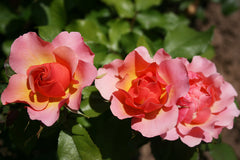 Jodi Lee™ - Potted Rose