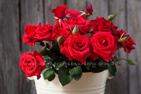 Kardinal - Potted Rose