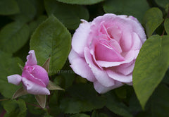 Kathleen Harrop Climbing - Potted Rose