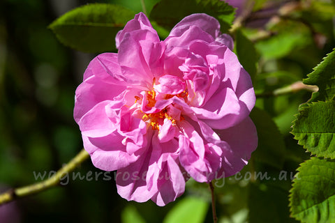 Kazanlik - Potted Rose