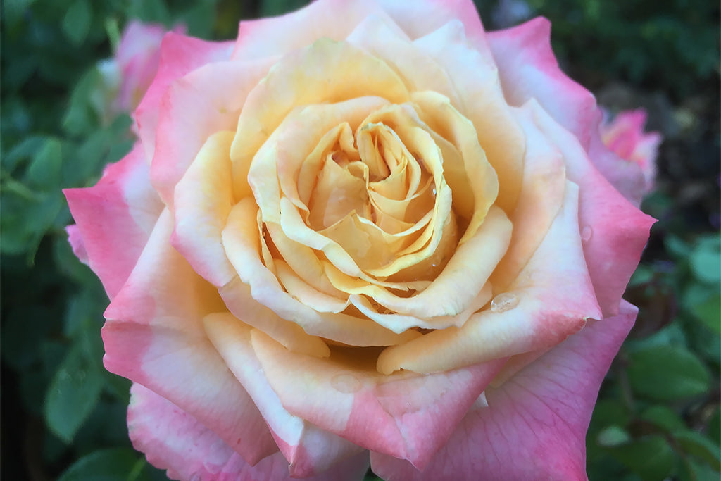 Kindred Spirit | Wagner's Rose Nursery