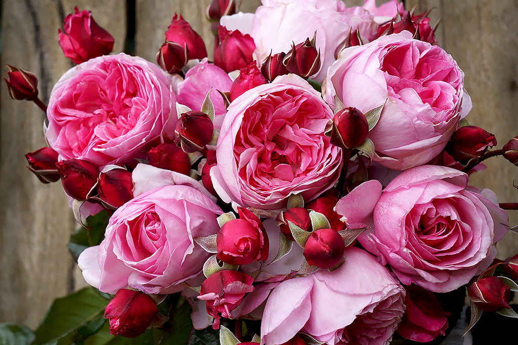 Kiss Me Kate Clg - Potted Rose