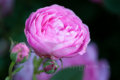 La Reine Victoria - Potted Rose