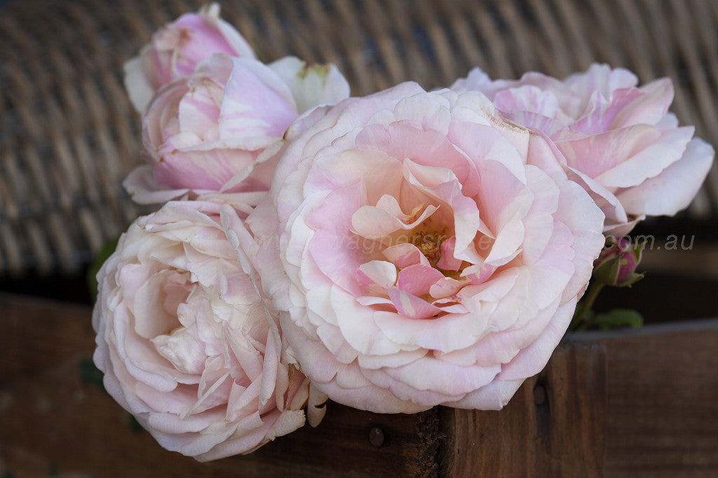 La Vie en Rose - Potted Rose