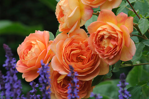 Lady of Shalott® (Ausnyson) - Potted Rose