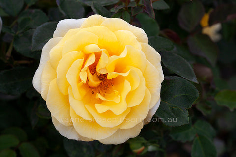 Lady of Australia - Potted Rose