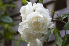 Lamarque Clg - Potted Rose