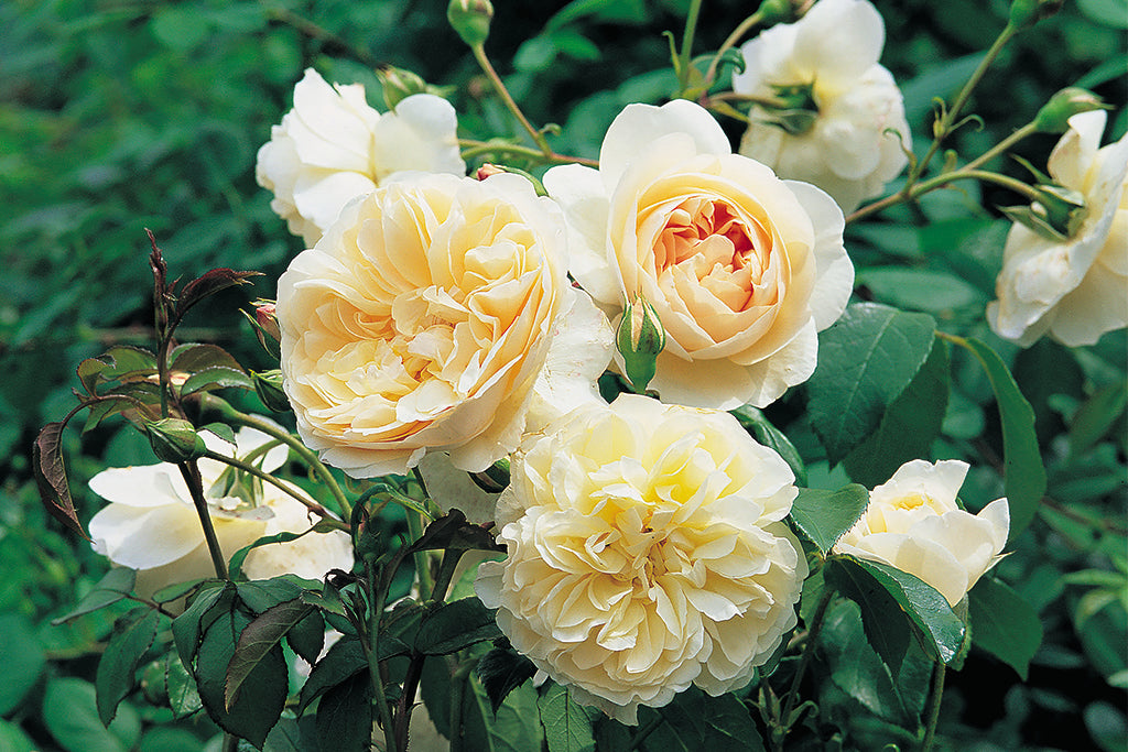 Lichfield Angel (Ausrelate) - Potted Rose