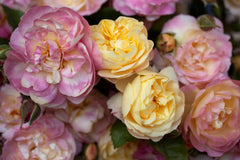 Life of the Party - Potted Rose