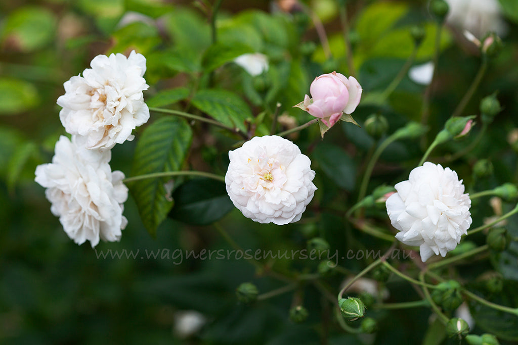 Little White Roses Little White Pet | Wagner's Rose Nursery