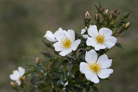 Little Wonder - Potted Rose