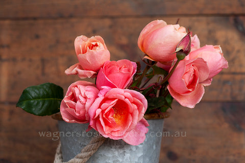 Lorraine Lee - Potted Rose