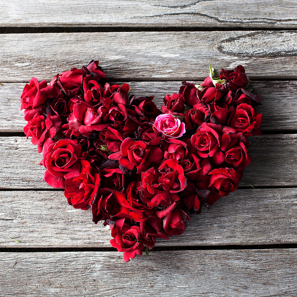 Love Heart  Wagner's Rose Nursery