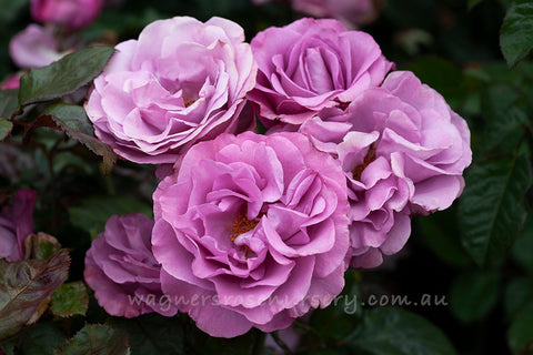 Love Potion - Potted Rose