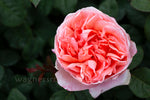 Mademoiselle Meilland®