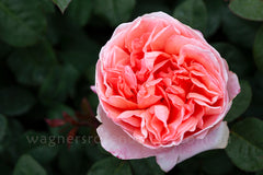 Mademoiselle Meilland®