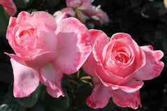 Mademoiselle Meilland®