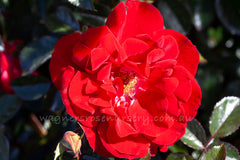 Mainau Feuer - Potted Rose