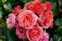Mandarin- Potted Rose