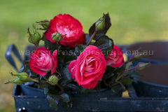 Mandarin Ice - Potted Rose