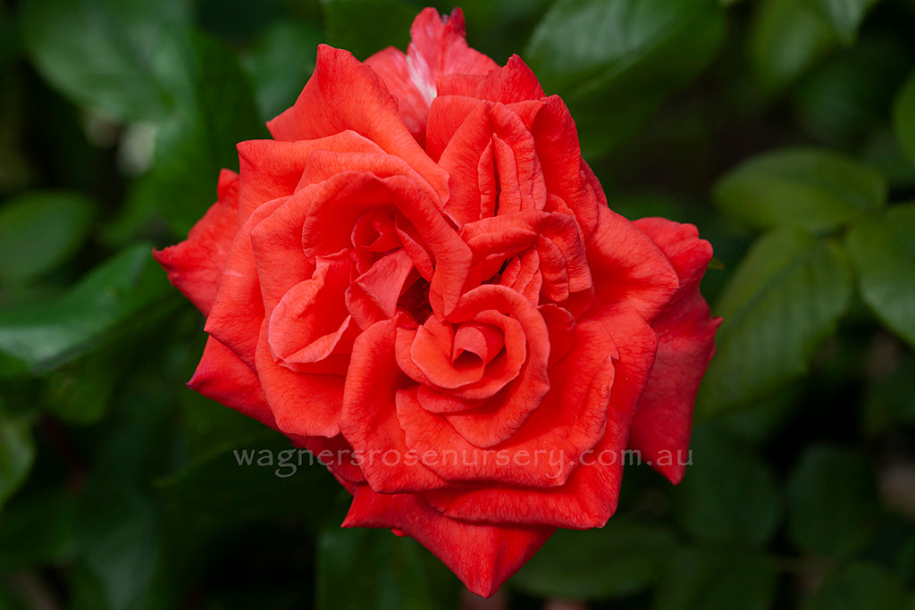 Margaret McGredy