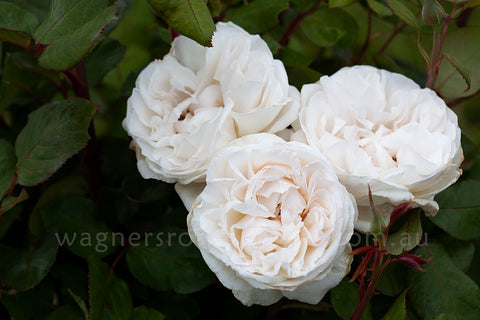 Wagner's Roses Mariangela™ | Wagner's Rose Nursery