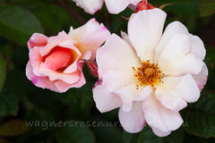 Meg Clg - Potted Rose