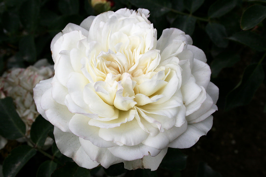 Meidiland White®