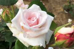 Mme Butterfly - Potted Rose