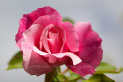 Mme G. Staechelin Clg - Potted Rose