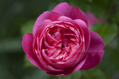 Monsieur Tillier - Potted Rose