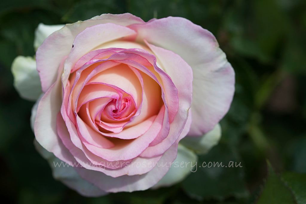 Moonstone Ruffle Roses Moonstone | Wagner's Rose Nursery