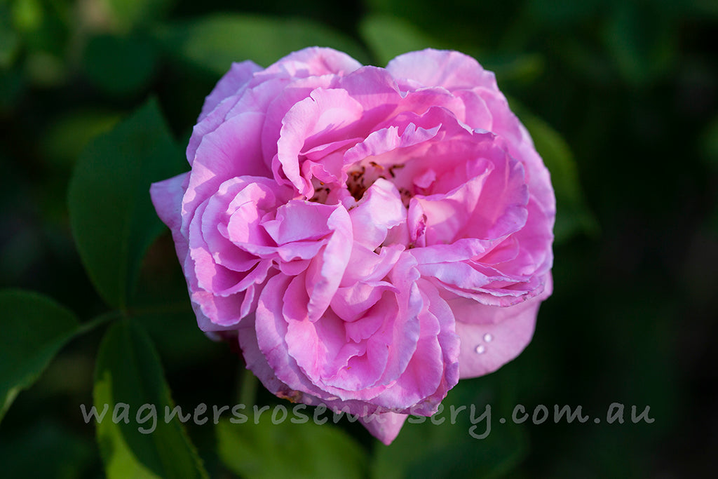 Mrs John Laing - Potted Rose