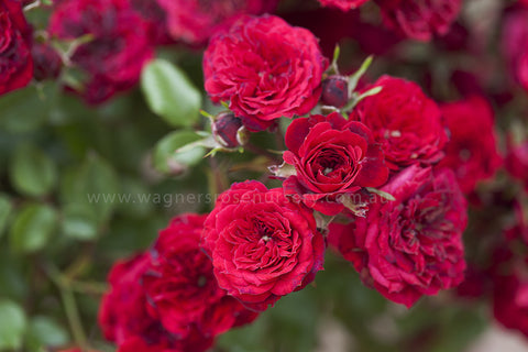 My Valentine - Potted Rose