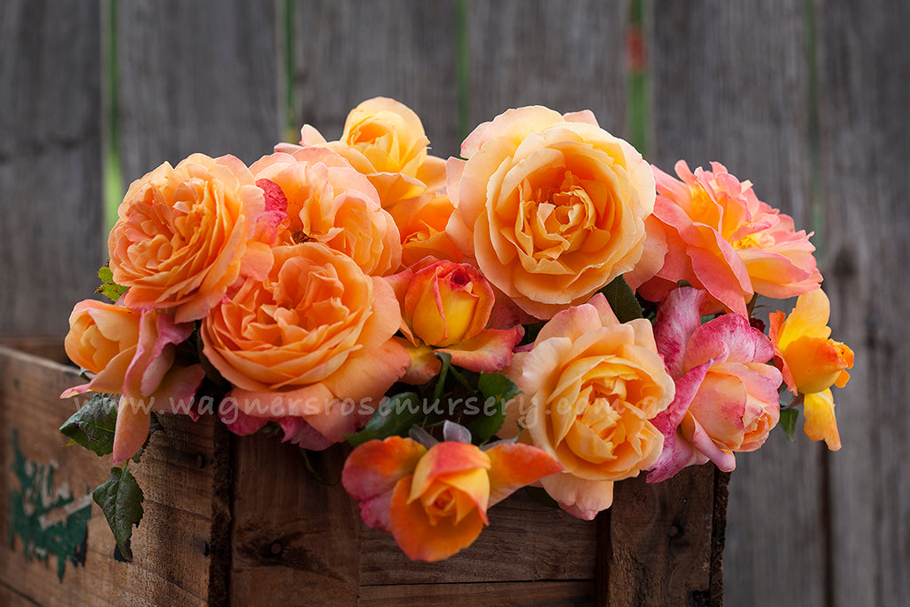 My Yellow™ - Potted Rose