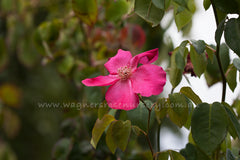 Nancy Hayward Clg - Potted Rose