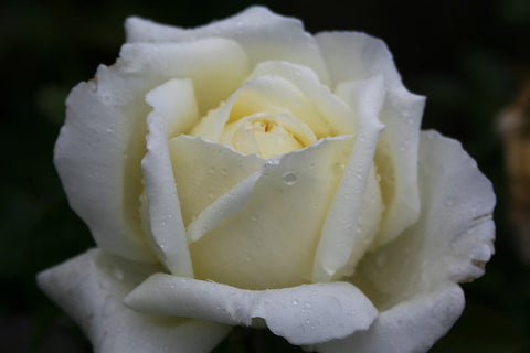 National Pride - Potted Rose