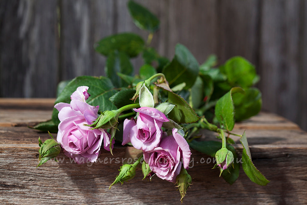 Neptune - Potted Rose