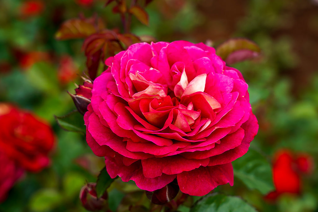 No Surrender Wagner's Rose Nursery
