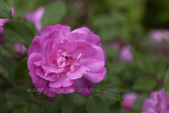 Old Blush - Potted Rose