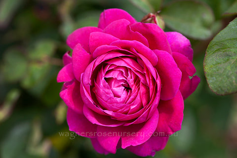 Old Port - Potted Rose