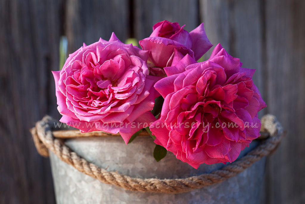 Olde Fragrance- Potted Rose