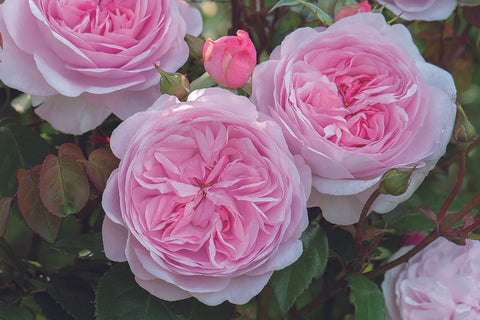 Patio Roses - 60cm/2ft stems (bare rooted) | Wagner's Rose Nursery