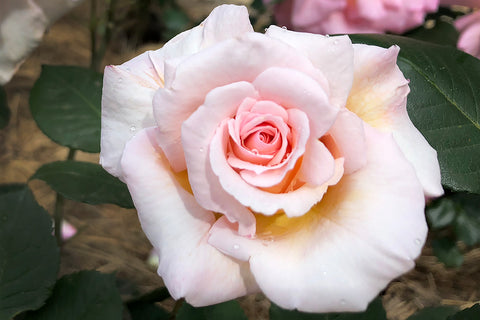 Ophelia - Potted Rose