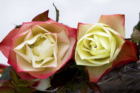 Origami™ - Potted Rose