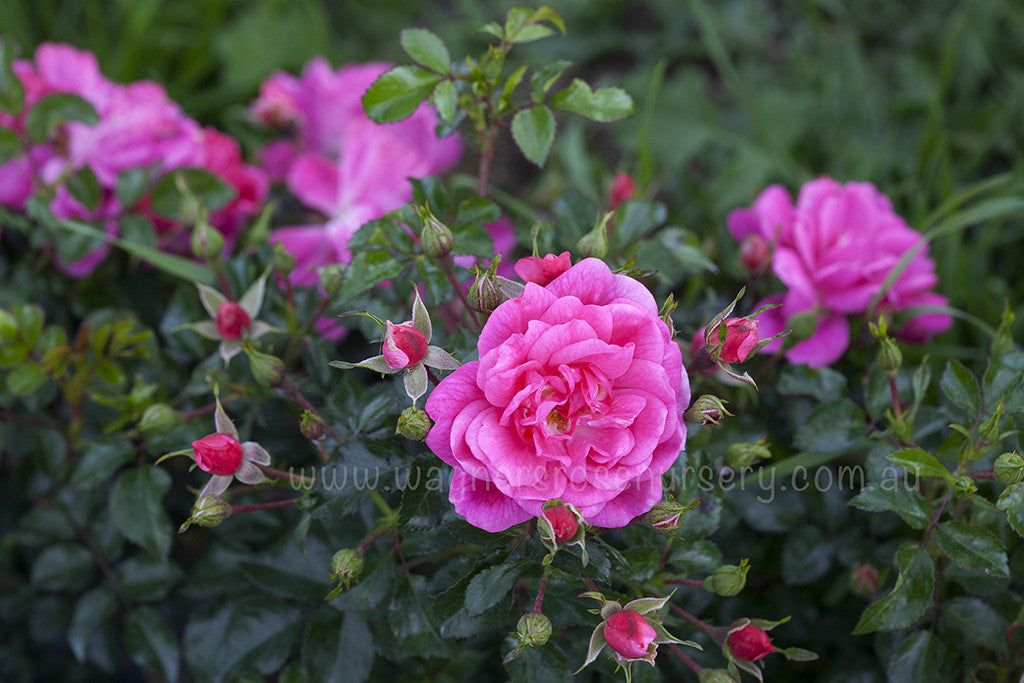 Our Rosy Carpet