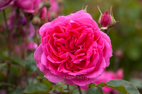 Parade Clg - Potted Rose