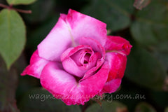 Paradise - Potted Rose