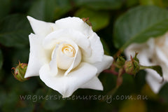 Pascali - Potted Rose